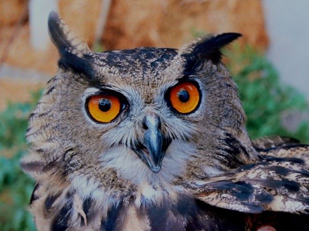 Long Eared Owl Eye