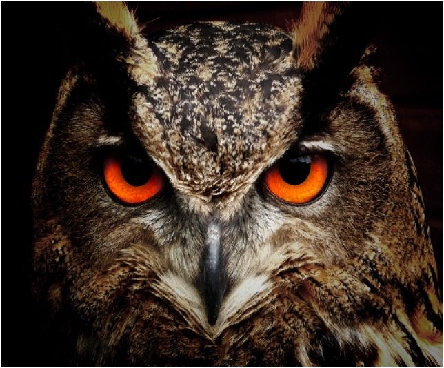 Read more about the article Owl Face: Details, Fun Facts, and Images
