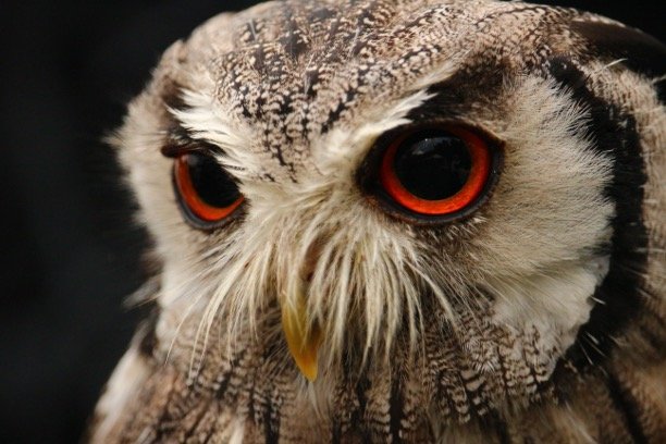 Owls Eye