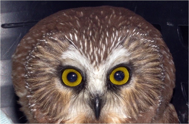 Saw-whet owls eye