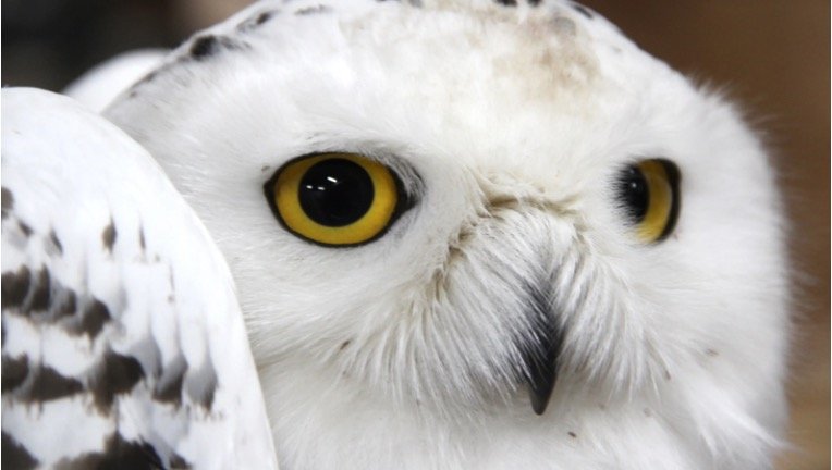 Snowy Owl Eye