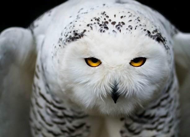 Snowy Owl Face