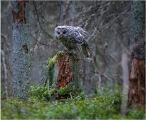 Read more about the article Guide on Spotting Owls in Florida (Location, Timing and Tips)