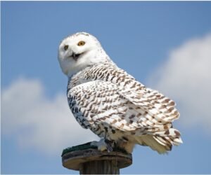 Read more about the article Owls in Nebraska (11 Species with Pictures & Sounds)