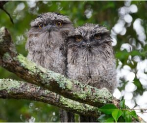 Read more about the article Spot the Owl in Your Backyard Trees